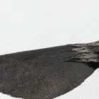 龍体文字
